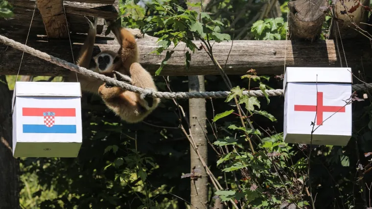 VIDEO Pogledajte kako je gibon Kent prognozirao hoće li pobijediti Vatreni ili Englezi! Navijao je i Toma&scaron;ević
