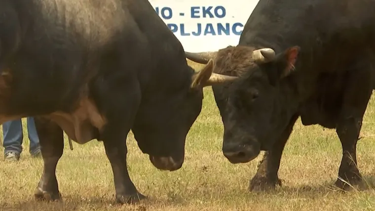 Održana jo&scaron; jedna bikijada: Snagu je odmjerilo 30-ak rogatih grdosija, a održavala su se natjecanja i u seoskim sportovima