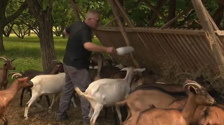 Ovaj se bračni par preselio iz grada na selo - sada proizvode najfiniji, potpuno prirodni kozji sir