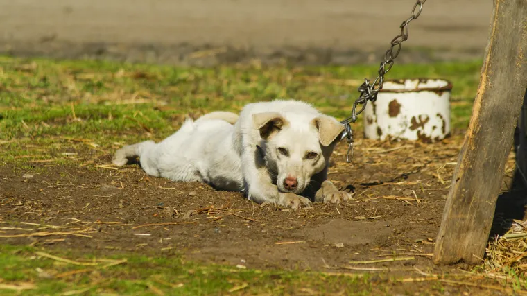Odveo psa u lov i onda ga namjerno ustrijelio