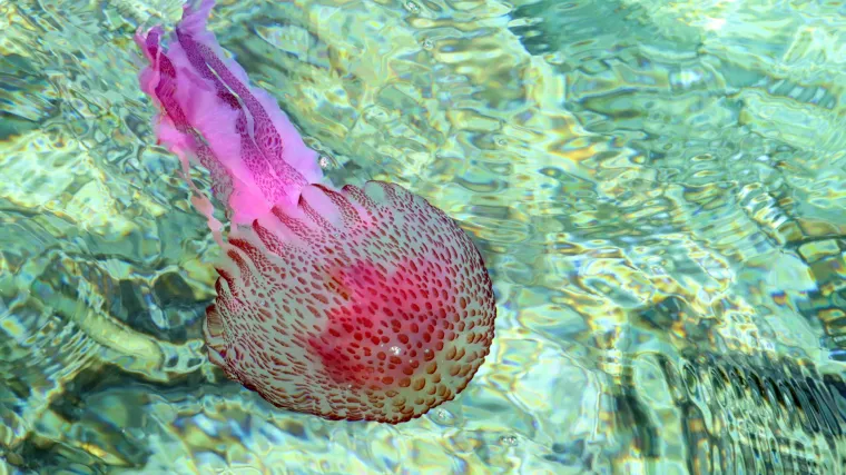 Oprez! Pojavila se opasna meduza u moru kod Istre: Saznajte &scaron;to treba činiti ako vas opeče