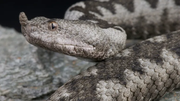 Nijemci ostali u &scaron;oku, Bosanac im pod haubom dovezao poskoka! 'Nikad nisu vidjeli tu vrstu zmije, posipali su je otrovom'