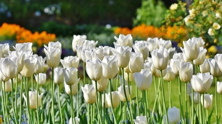 Ideje za cvjetnjak od kamena