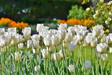 Ideje za cvjetnjak od kamena