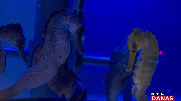 Imaju karantenu zadnjih periski na Mediteranu, kajmane, morske pse... Sad su dobili konjice kod kojih zatrudne mužjaci