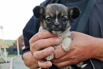 '&Scaron;elter smrti ili kako mrtvi psi plutaju u stotinama tisuća eura'