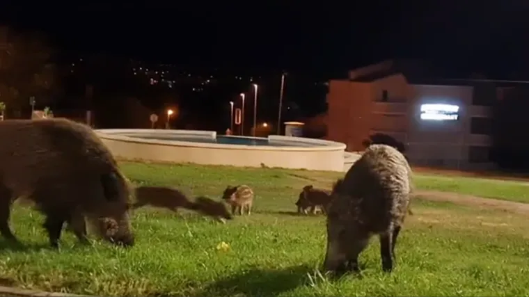 Krda divljih svinja &scaron;etaju među zgradama i pored trgovačkih centara: Lovci vide uzroke ovog fenomena u čovjeku