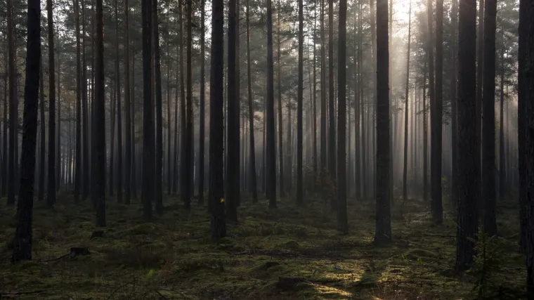 Kukavice iz Vinkovaca psu odrezali rep, a onda ga objesili na drvo: 'Oguljena je i djeluje deformirano'