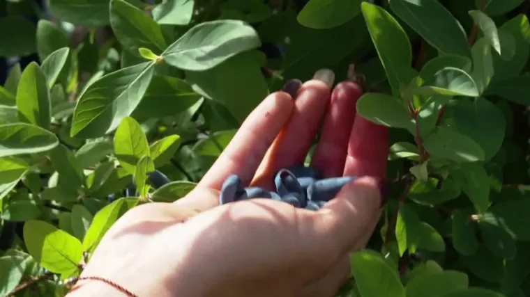 Novi hit iz Rusije u slavonskom selu Živike: Direkt u berbi sibirskih borovnica koje zovu i kozja krv