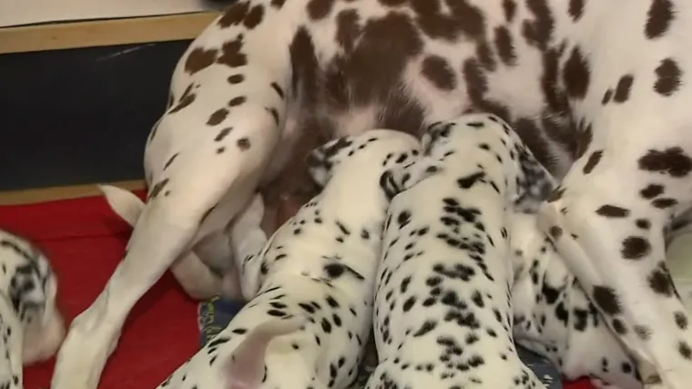 Sve o Dalmatincima: Slovenac ih uzgojio 102, američki vatrogasci ih vode na požare, znanost kaže da su najslađi