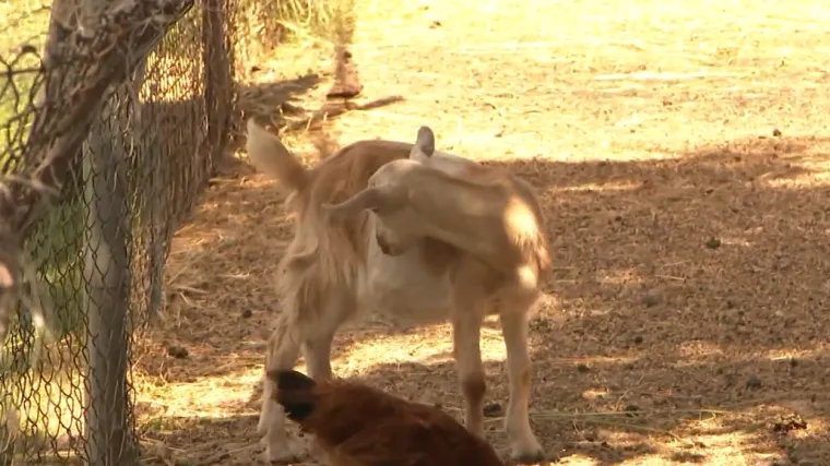 Drugu godinu za redom jarići im umiru, a nedavno, s istim simptomima, uginula su im i tri psa čuvara: Sumnjaju na pesticide