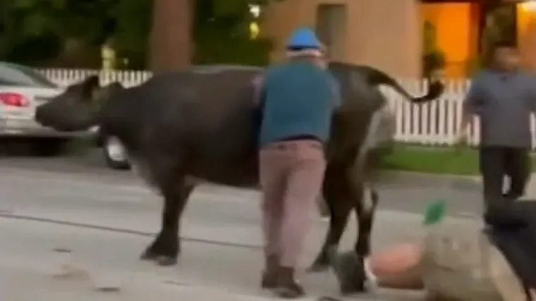 34 krave pobjegle su iz klaonice: Satima su blokirale promet, uni&scaron;tavale &scaron;to su stigle pa čak i ozlijedile jednu osobu