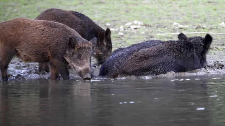 Pa, u Istri, čini se, idu sve do trgovačkih centara; 'Sastale se svinje i rekle: 'Hajde da odemo do grada...''