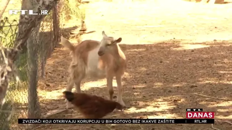 Drugu godinu za redom umiru im jarići: Sumnja se na trovanje