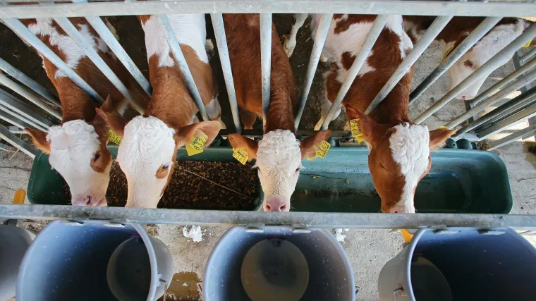 Ekstremne vrućine stvaraju probleme i u poljoprivredi: Krave već daju manje mlijeka, a očekuje se i slabiji urod p&scaron;enice