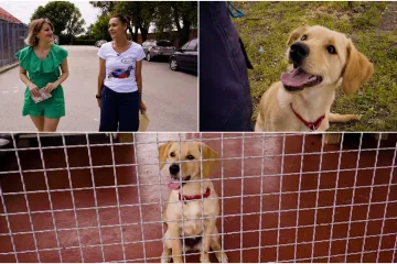 Upoznajte štene Miru: 'Savršena je s drugim psima. Nadam se da će otići u tople ruke'