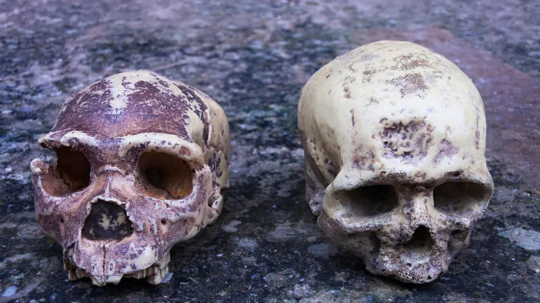 Novootkriveni ''čovjek zmaj'' najbliži je predak Homo sapiensu, tvrde znanstvenici