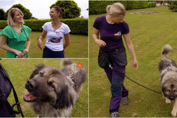 Upoznajte damu azila Šapu: 'Vlasnik je se odrekao, mi smo joj sad obitelj'