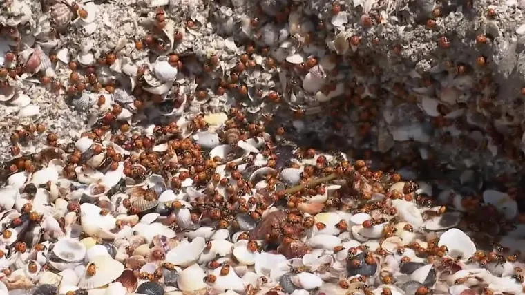 Za&scaron;to je rumunjska obala na Crnom moru pod opsadom bubamara?