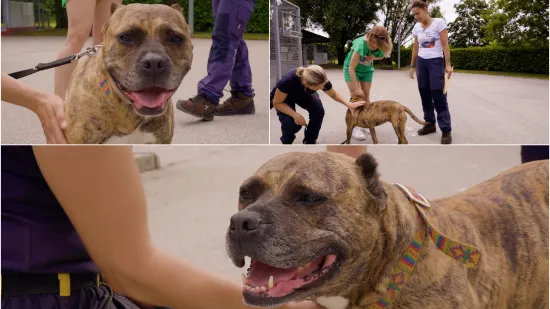 Dina je držana na lancu i istraumatizirana: 'Zaslužuje sreću, a baš je nema'