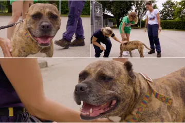 Dina je držana na lancu i istraumatizirana: 'Zaslužuje sreću, a baš je nema'