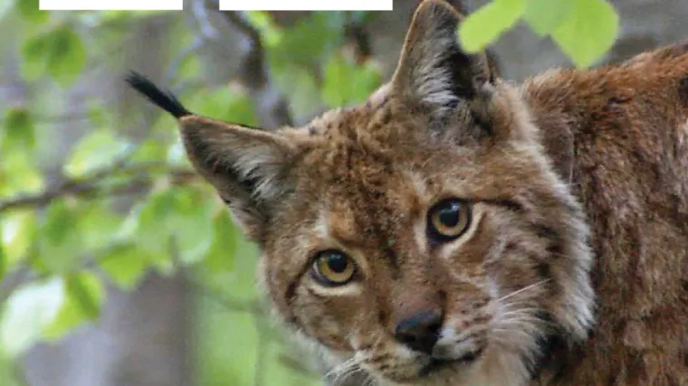 WWF & HIGHLANDER - hvalevrijedno partnerstvo u predanoj službi očuvanja na&scaron;eg drugog doma