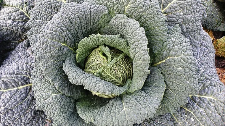 Čips od kelja - brza i jednostavna priprema