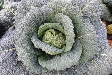 Čips od kelja - brza i jednostavna priprema