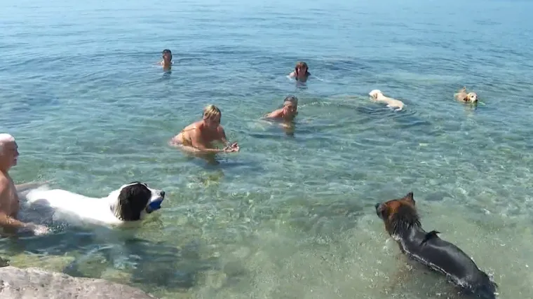 Ovih dana svi tražimo način kako se rashladiti... A &scaron;to po pasjim vrućinama rade - psi? 'Obožava more, ljeto, sve...'