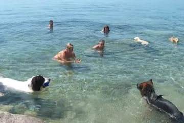 Ovih dana svi tražimo način kako se rashladiti... A što po pasjim vrućinama rade - psi? 'Obožava more, ljeto, sve...'