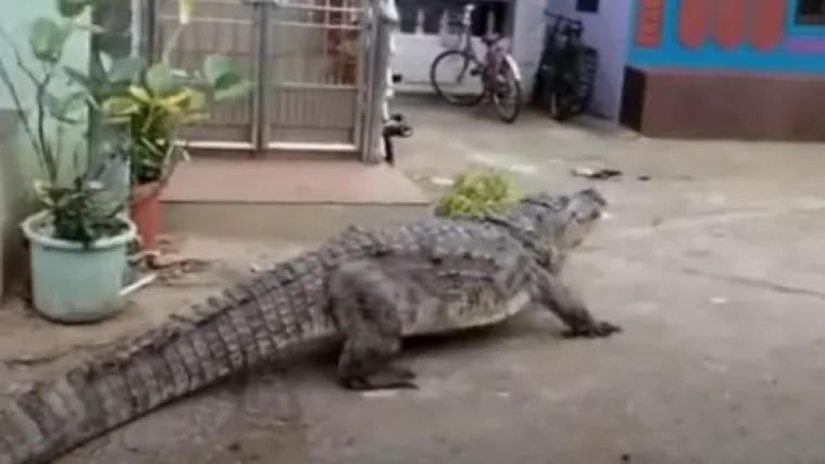 VIDEO Krokodilu je dosadilo plivanje u rijeci pa se odlučio pro&scaron;etati selom: Stanovnici ostali u &scaron;oku