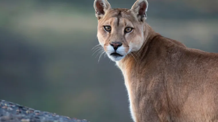 Puma koja je do prije mjesec dana &scaron;etala Hrvatskom sada se nalazi u Sloveniji?