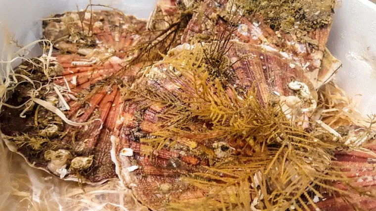 Gratinirane Jakobove kapice - &scaron;koljke St. Jacques