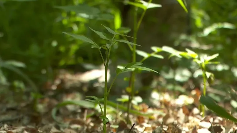 S njim se bori cijela Europa, a sada prijeti da će uni&scaron;titi i hrvatski biser: Znate li kako izgleda pajsen?