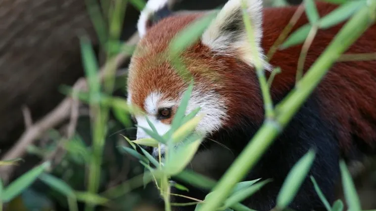 Njemački zoolo&scaron;ki vrt u Duisburgu je nakon potrage prona&scaron;ao nestalu crvenu pandu nedaleko od stani&scaron;ta