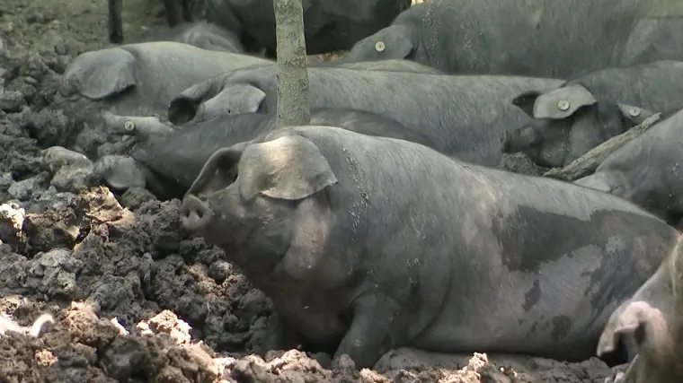 Uzgajači svinja su u očajnoj situaciji, sve ih vi&scaron;e odustaje: 'Ljudima je dosta. Tih papira od nemila do nedraga'