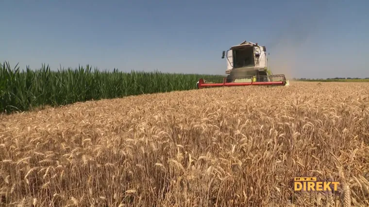 Za&scaron;to nema kukanja i drame oko otkupne cijene p&scaron;enice? Ove godine rodila je sjajno. 'Otkad ja znam za sebe nikad bolje prinose nismo imali'