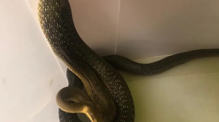 Incident u Dubravi: 'Čovjek okuražen pivom i&scaron;ao je hvatati zmiju rukom i dva puta ga je ugrizla!'