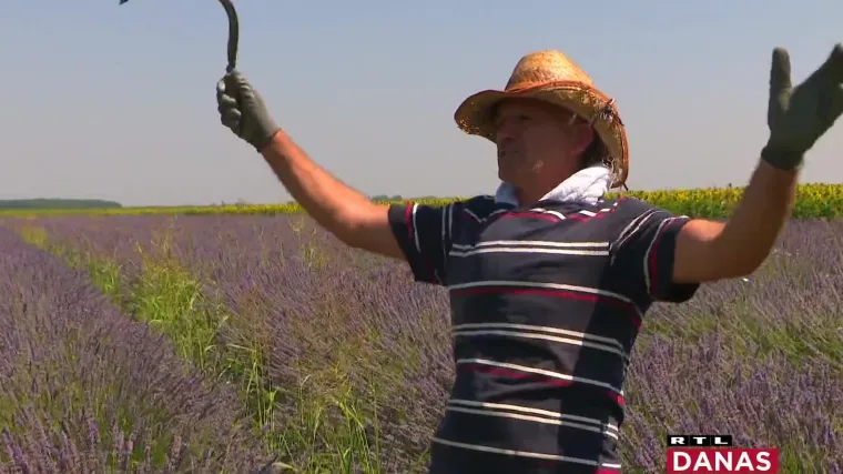 Otkrit ćemo vam tajnu: 80% lavande na Jadranu dolazi iz kontinentalnog dijela Hrvatske. Pa kako je to moguće?