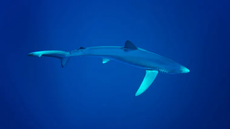 Morski pas je ponovno viđen na Jadranu: Po slobodnoj procjeni dug je metar i pol