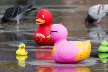 Iz dvori&scaron;ta kuće u Bilju ukradeno desetak pataka