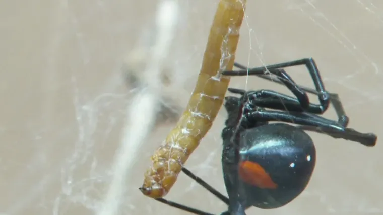 Zanimljiva izložba pauka u Splitu - možete vidjeti najopasnije, najveće i najdugovječnije od ove životinjske vrste