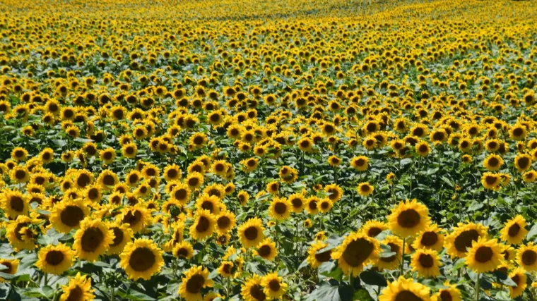 Prizori od kojih zastaje dah: Sprema se rekordna žetva suncokreta