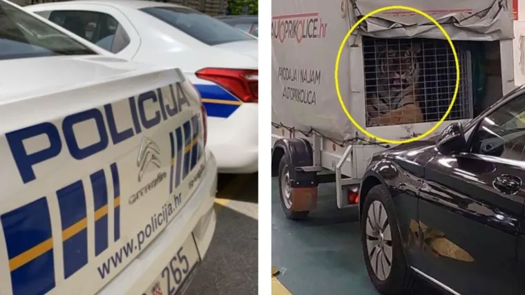 Pitali smo splitsku policiju o slučaju tigra na trajektu. 'Nismo odgovorni', kažu, a evo kamo su rekli da pitamo dalje