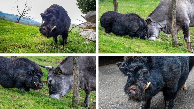 On je vijetnamska svinja i zove se Đoko, a ona je bo&scaron;karinka Linda: U Istri se rodilo nevjerojatno prijateljstvo...