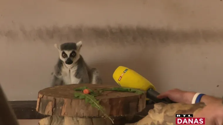 Reportaža iz ZOO-a u Osijeku na +36&deg;C: Znate li kako izgleda majmunski sladoled? I kome treba santa leda?