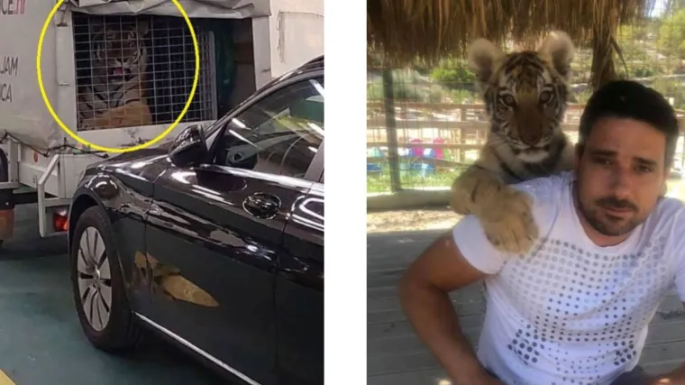 Oglasio se vlasnik tigra: 'Spasili smo ga od smrti.' Nejasno ima li tigar veze s Križevcima i koliko je putovao Jadranom