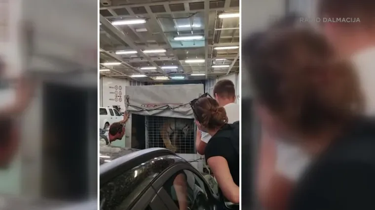 Ovo je snimka tigra. Aktivisti za prava životinja su &scaron;okirani, ministarstvo navodi niz uvjeta za takav prijevoz