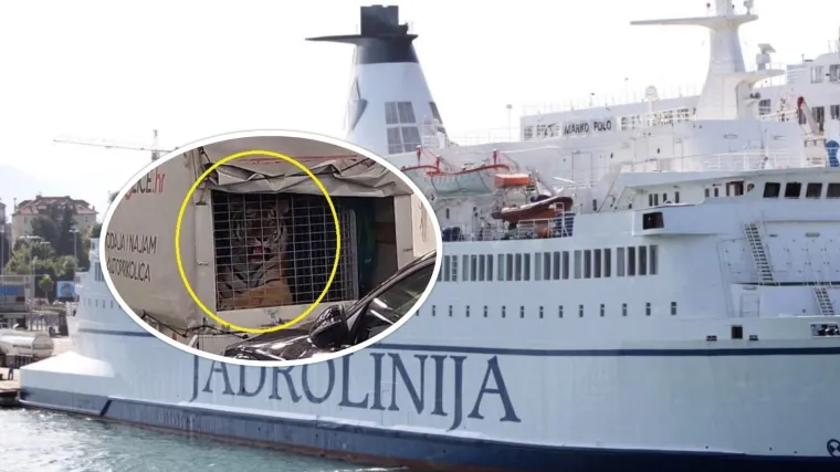 Prijatelji životinja o tigru s Hvara: 'Tigar nema &scaron;to raditi u zatočeni&scaron;tvu. Imamo dojave da je kupljen iz hira'