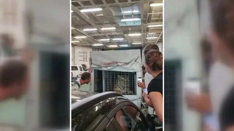 Tigar od 250kg na trajektu u kavezu nije jedina životinja koja tako pati: Priča je dobila svoj nastavak!